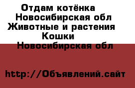 Отдам котёнка . - Новосибирская обл. Животные и растения » Кошки   . Новосибирская обл.